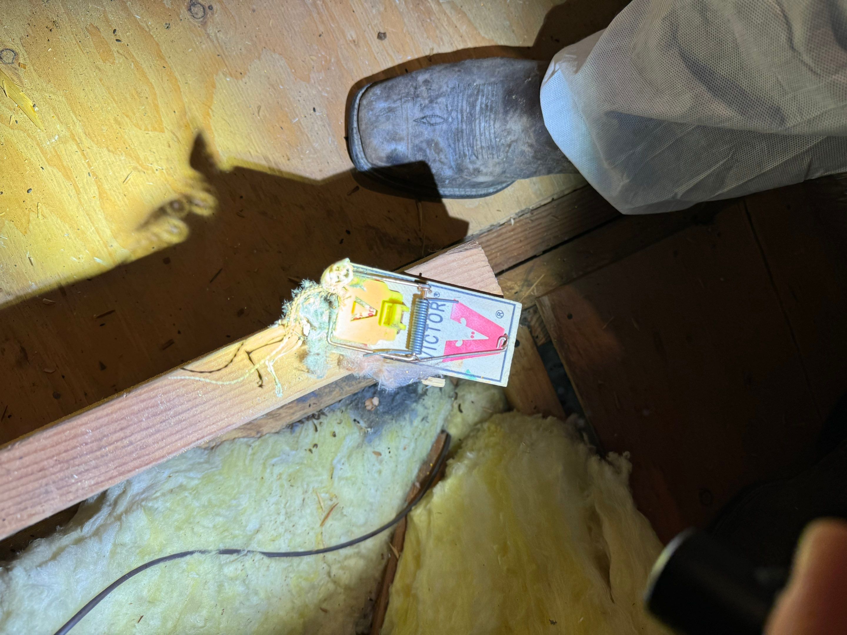 Bathroom Mold Remediation by Home Guarantee, LLC