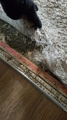 Carpet Repair for Dog Damage