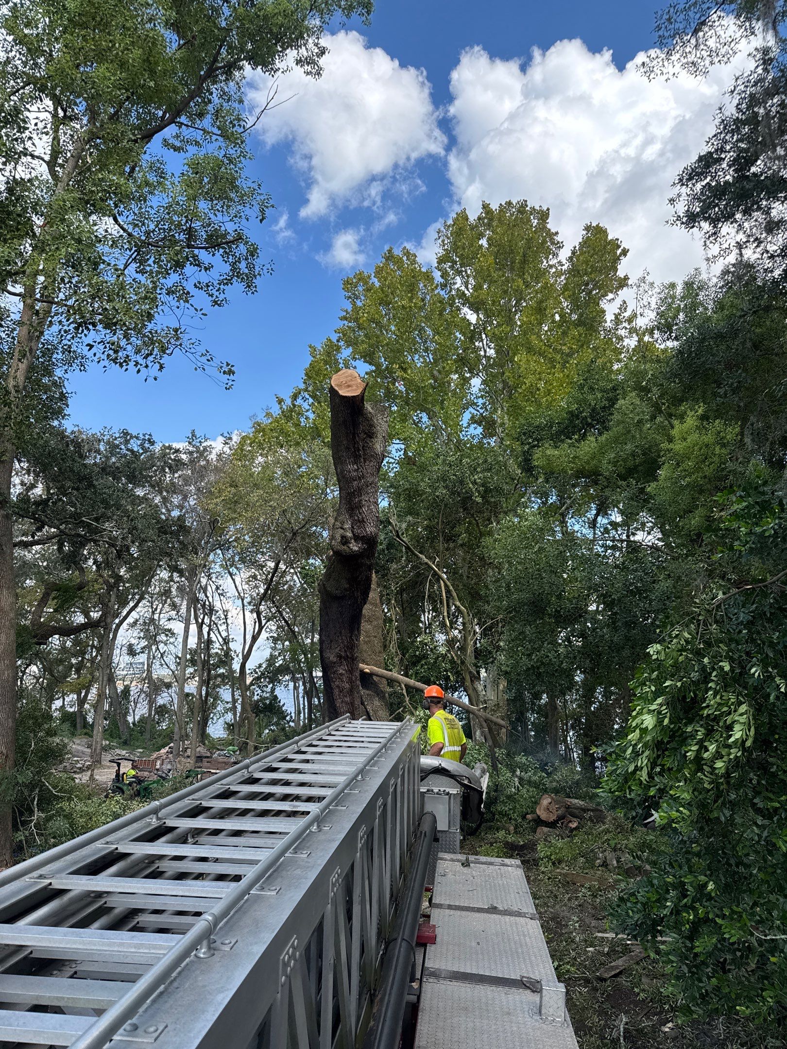 Tree Removal | Episcopal Softball Field by ProGreen Services