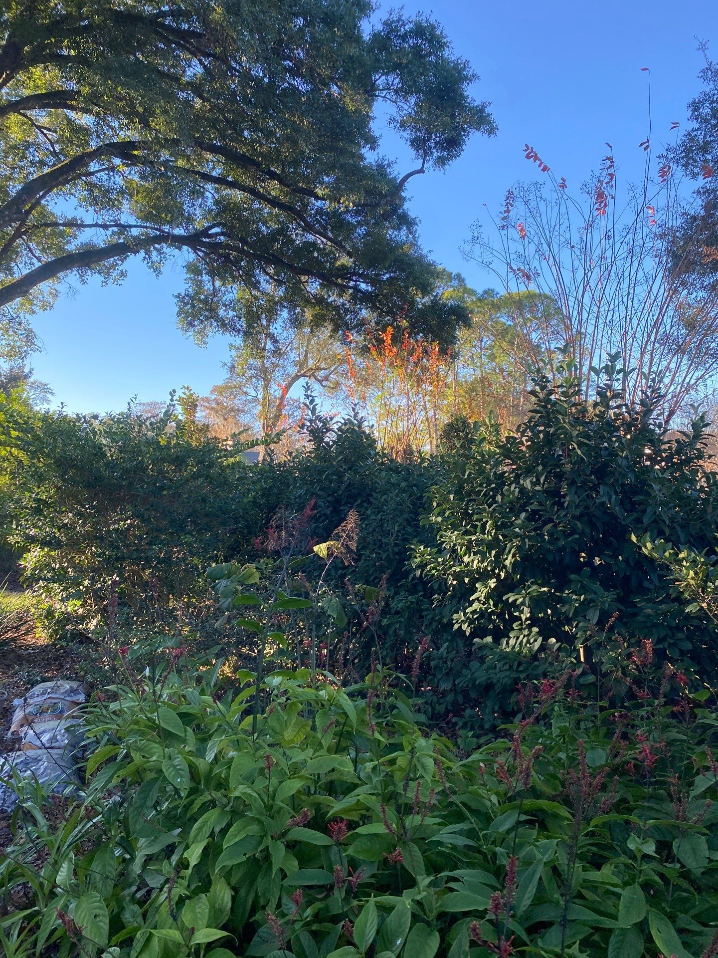 Deerwood Resident | Tree Removal by ProGreen Services