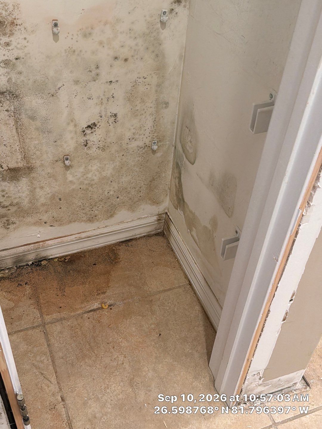 Fort Myers Water Damage Restoration and Professional Mold Remediation by Microscope