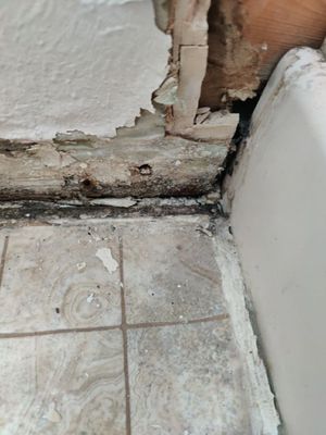 Mold Remediation