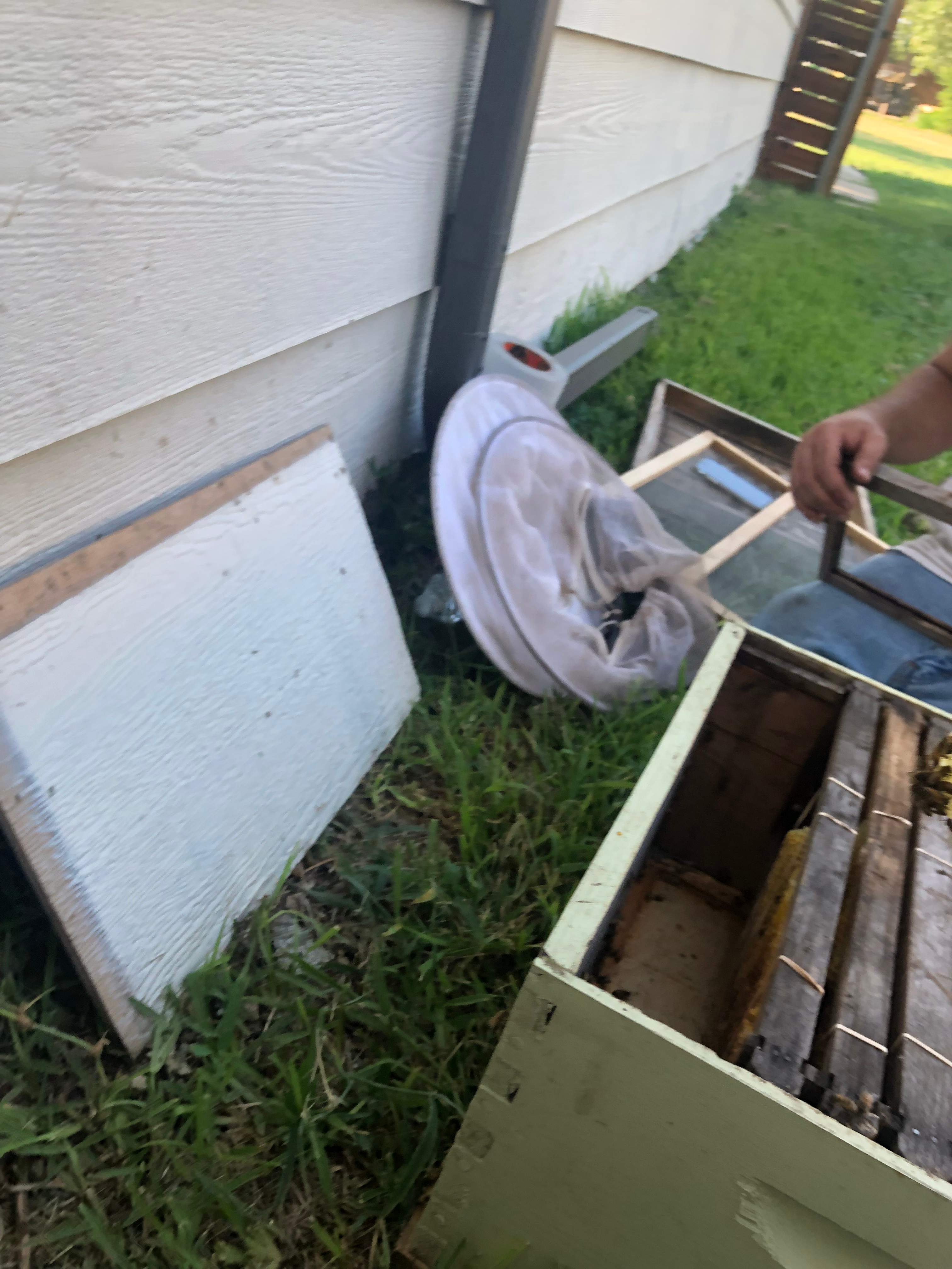 Bees Handled by Rockwall Honey Bee Company