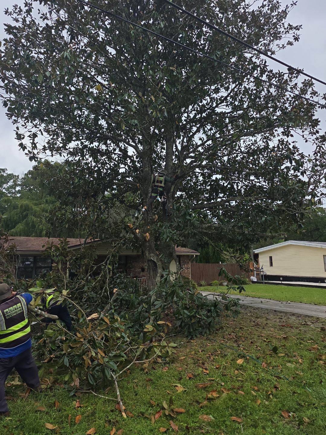 Tree Removal & Sod Install | Residential by ProGreen Services