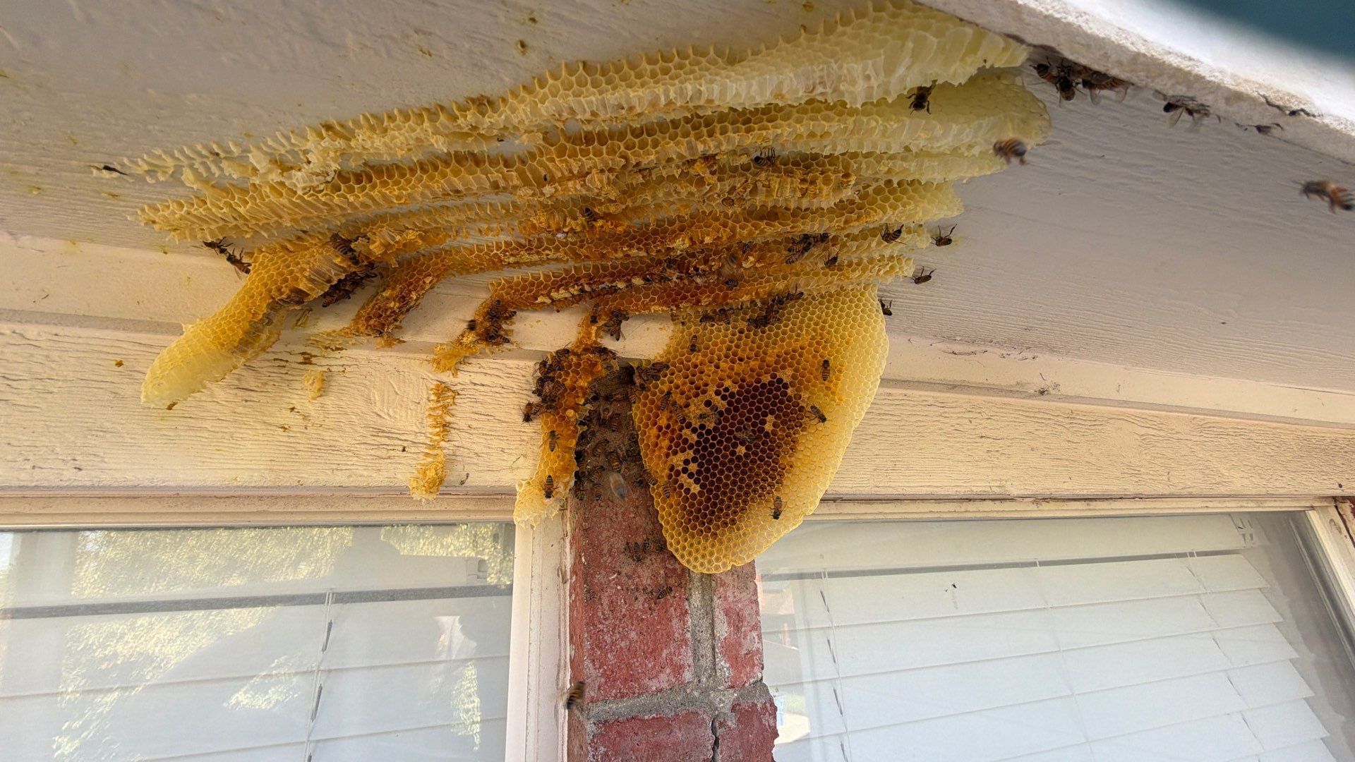 Open Air Colony in Rockwall, TX by Rockwall Honey Bee Company