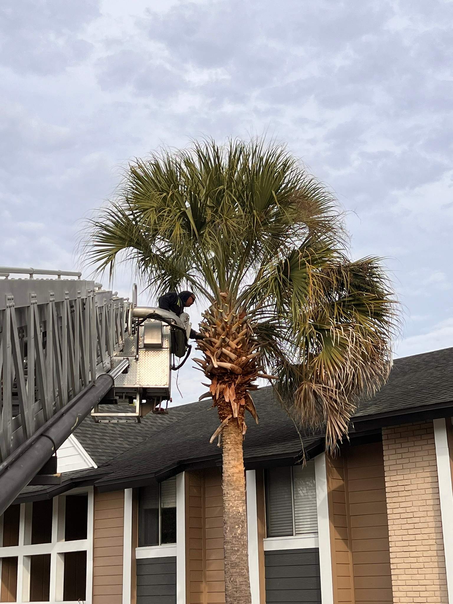 Tree Trimming | Preserve at San Jose by ProGreen Services