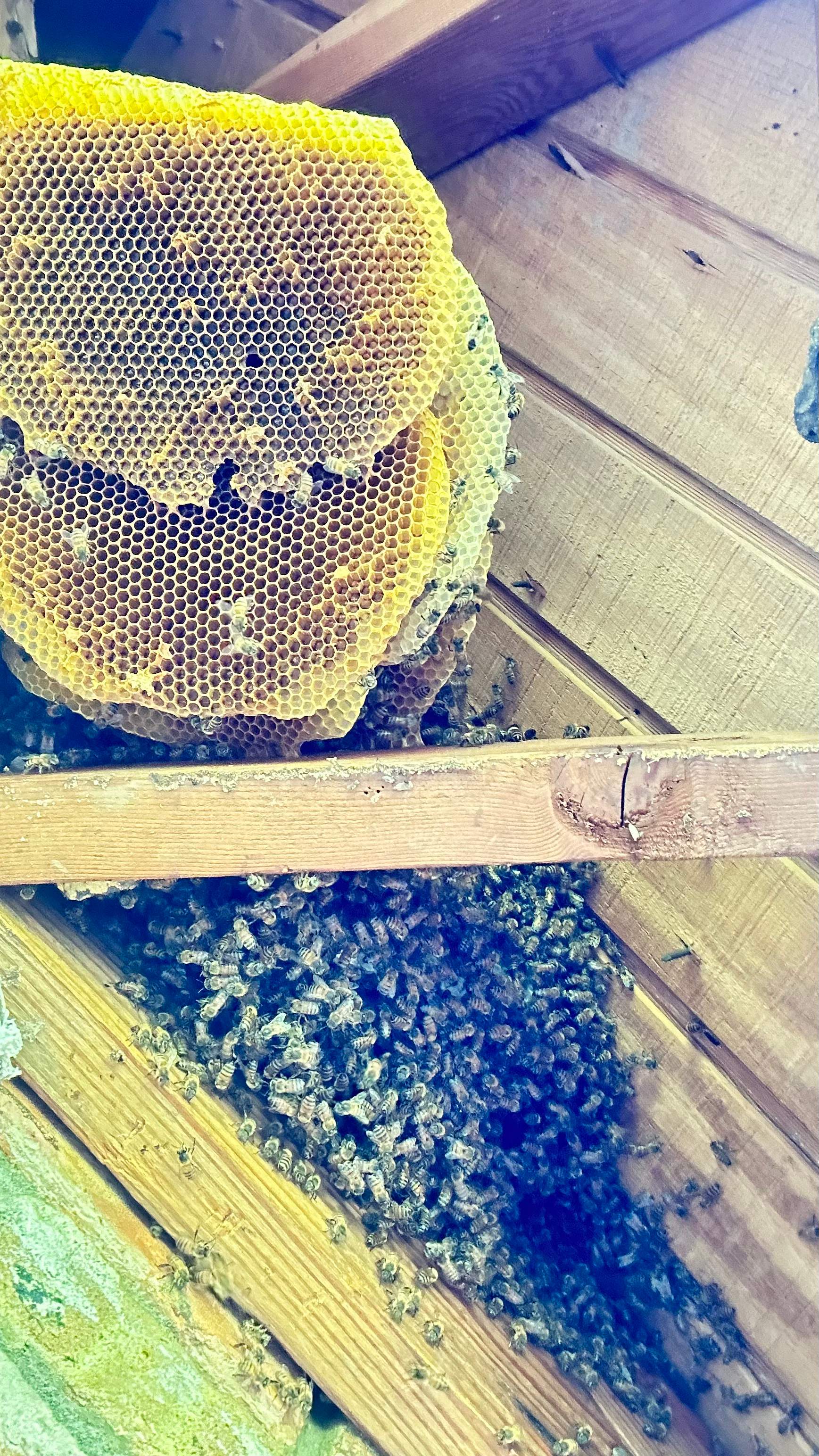 Golf Couse by Rockwall Honey Bee Company