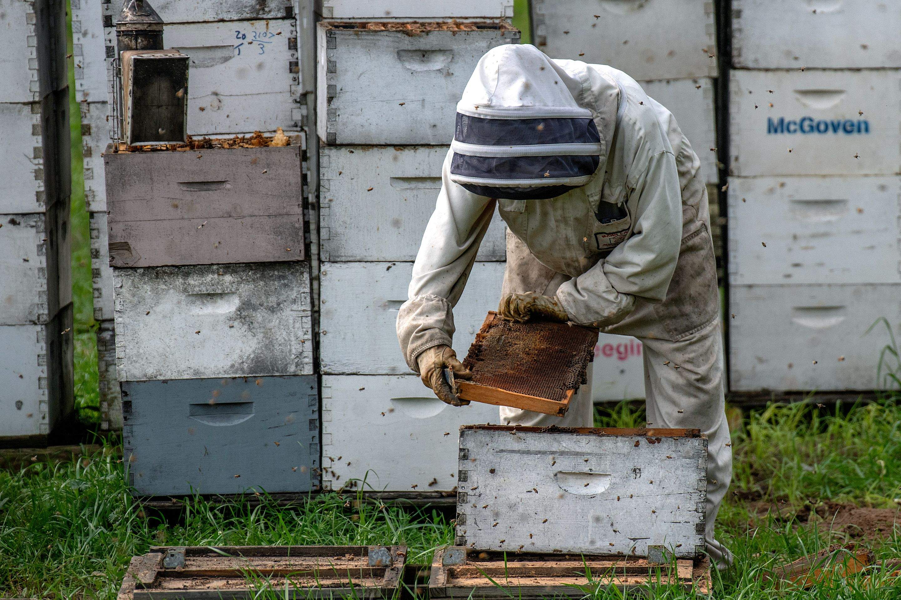 Splits in East Texas by Rockwall Honey Bee Company