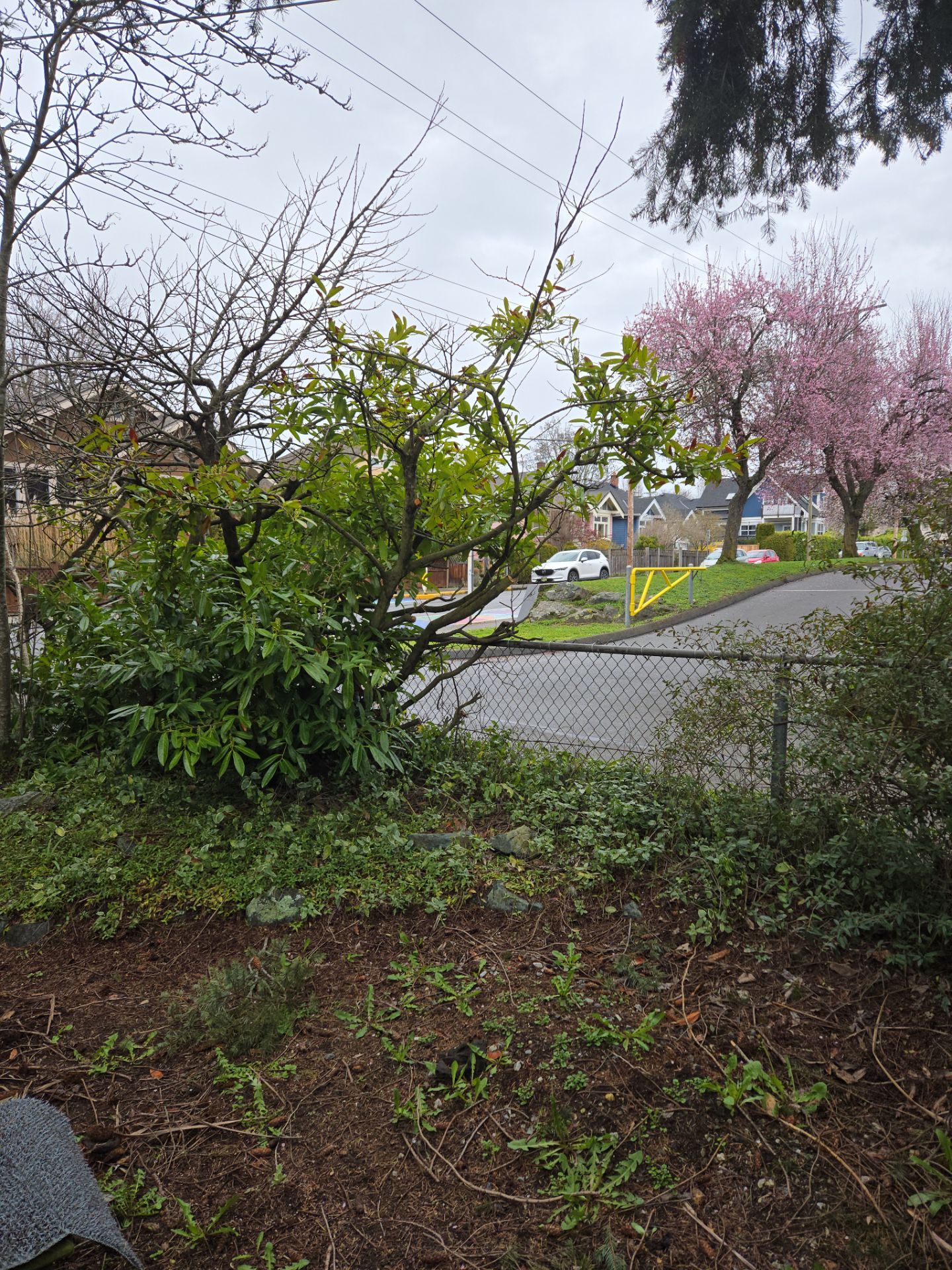 Complete backyard transformation by Habanero Garden and Exterior Care