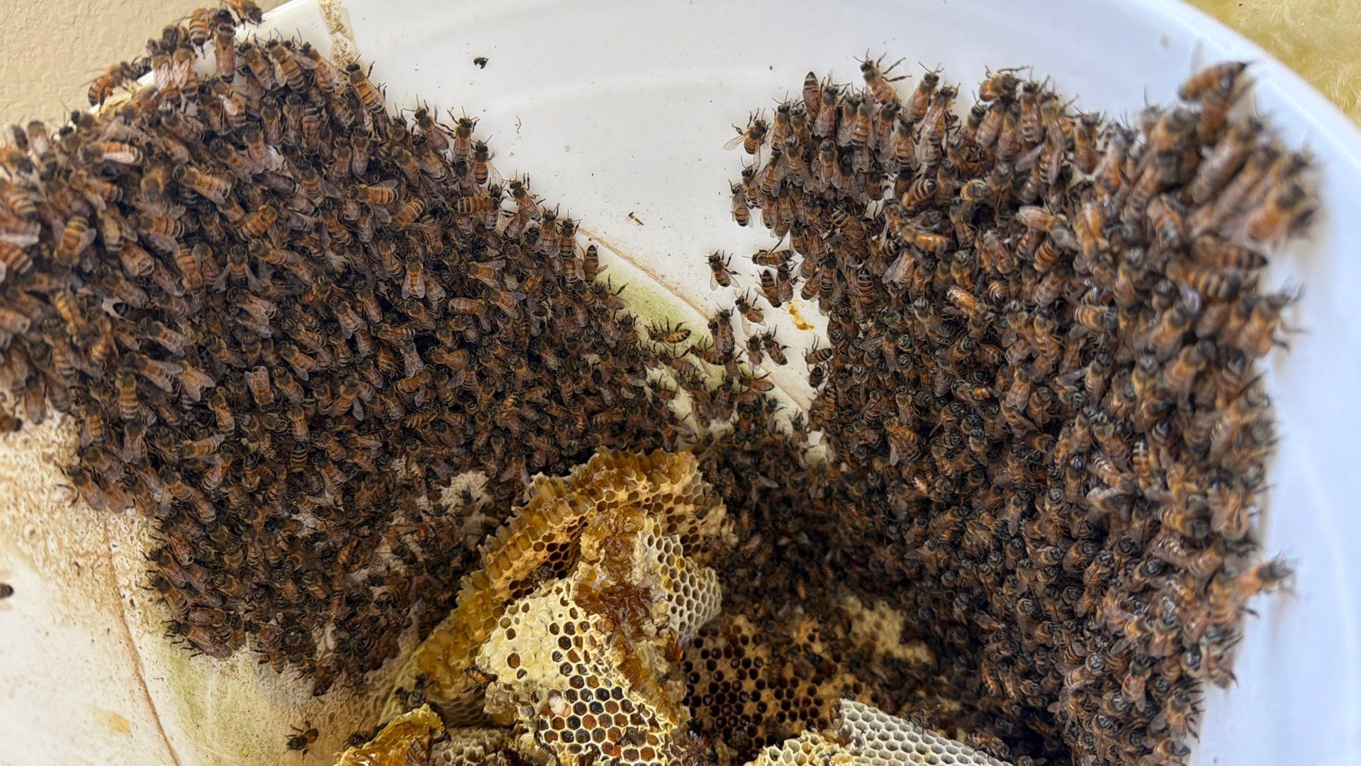 Siding & Bricks = Bees -N- Floors by Rockwall Honey Bee Company