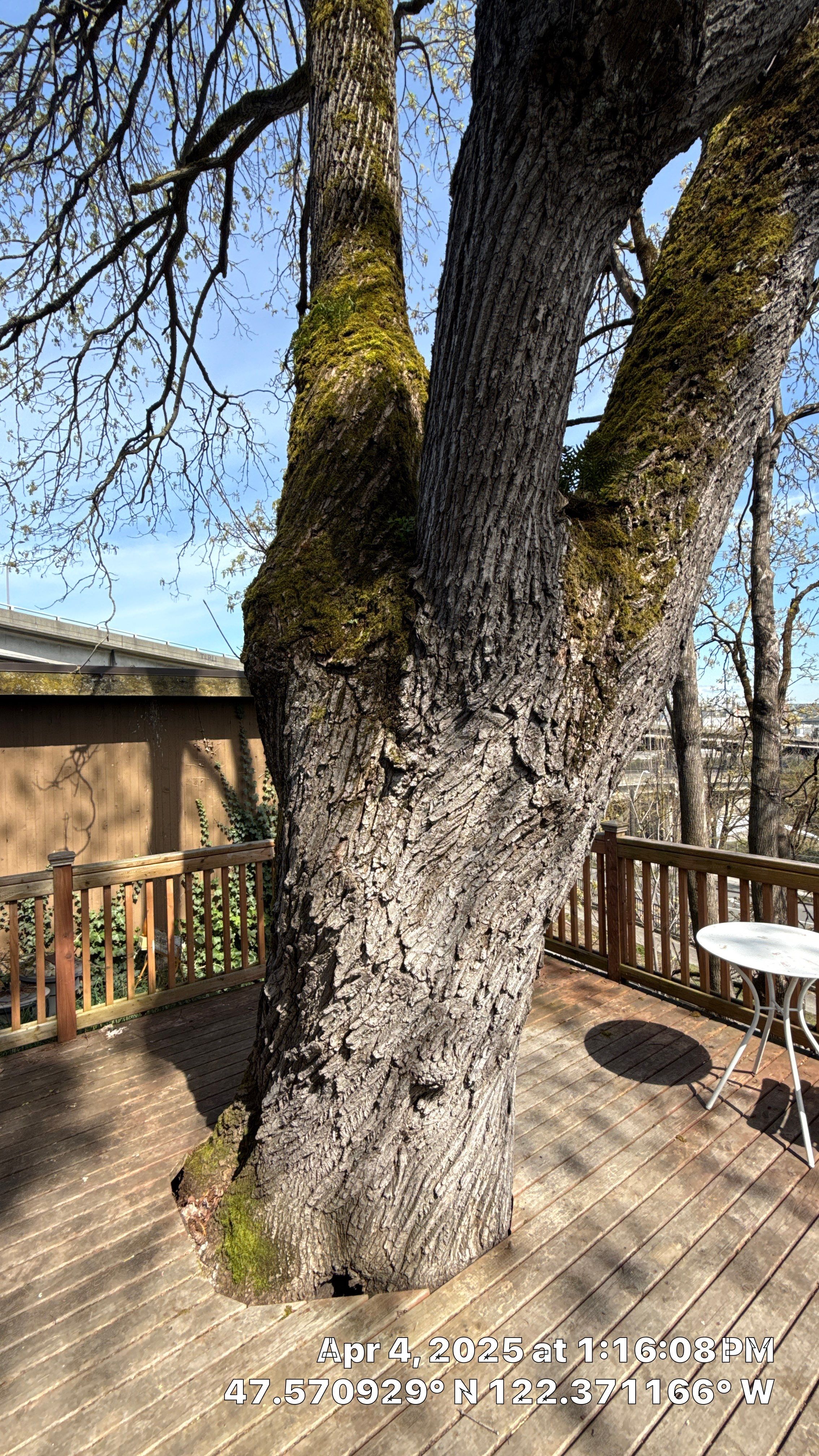 Arborist Assessment using Level 1 Visual Assessment by Sound Tree Care LLC