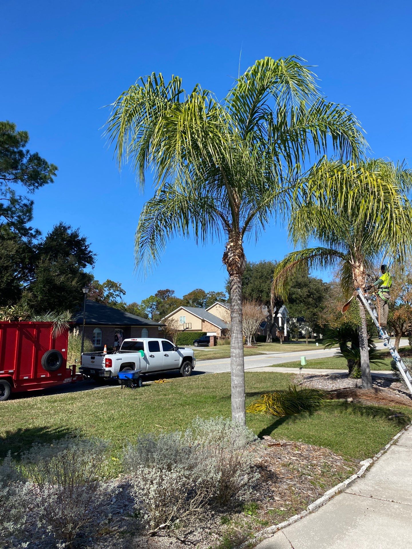Deerwood Resident | Tree Removal & Palm Trimming by ProGreen Services