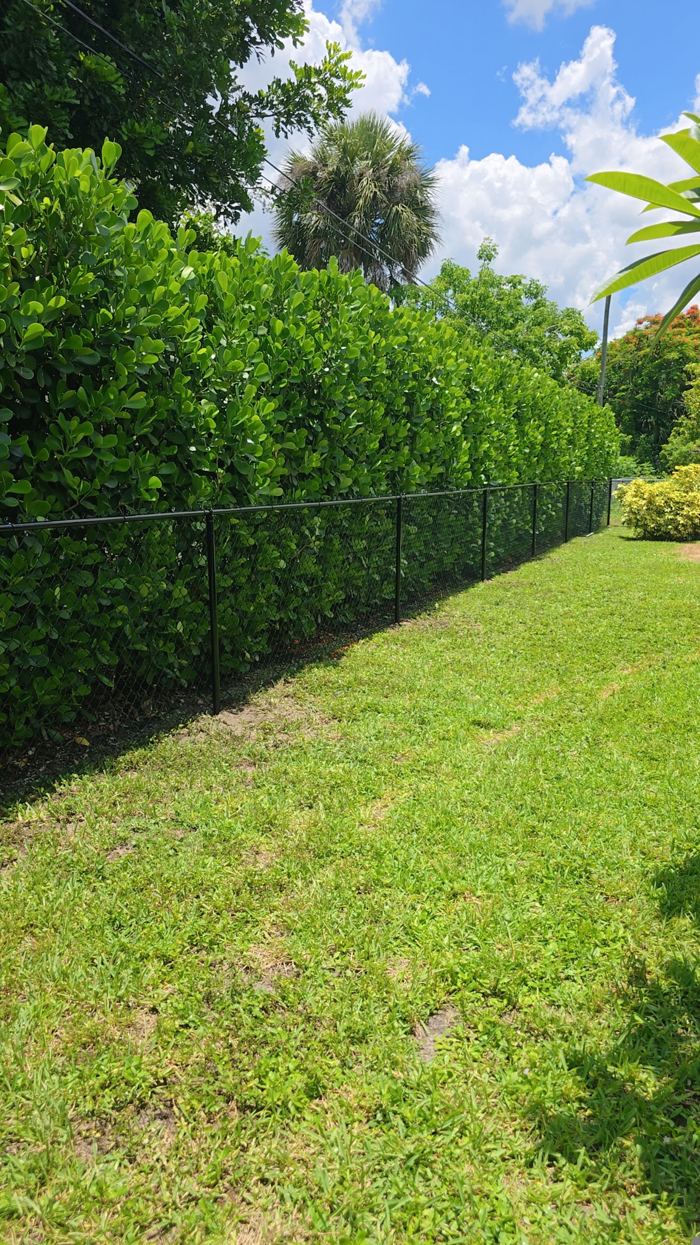 Residential Chain Link Fence Repair and Vinyl Privacy Gate Installation in Naples by True Fence LLC