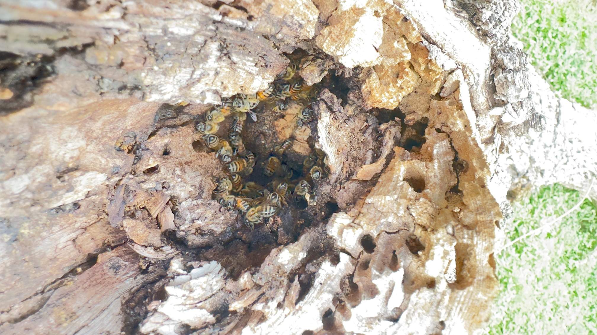 Two Trees One Yard by Rockwall Honey Bee Company