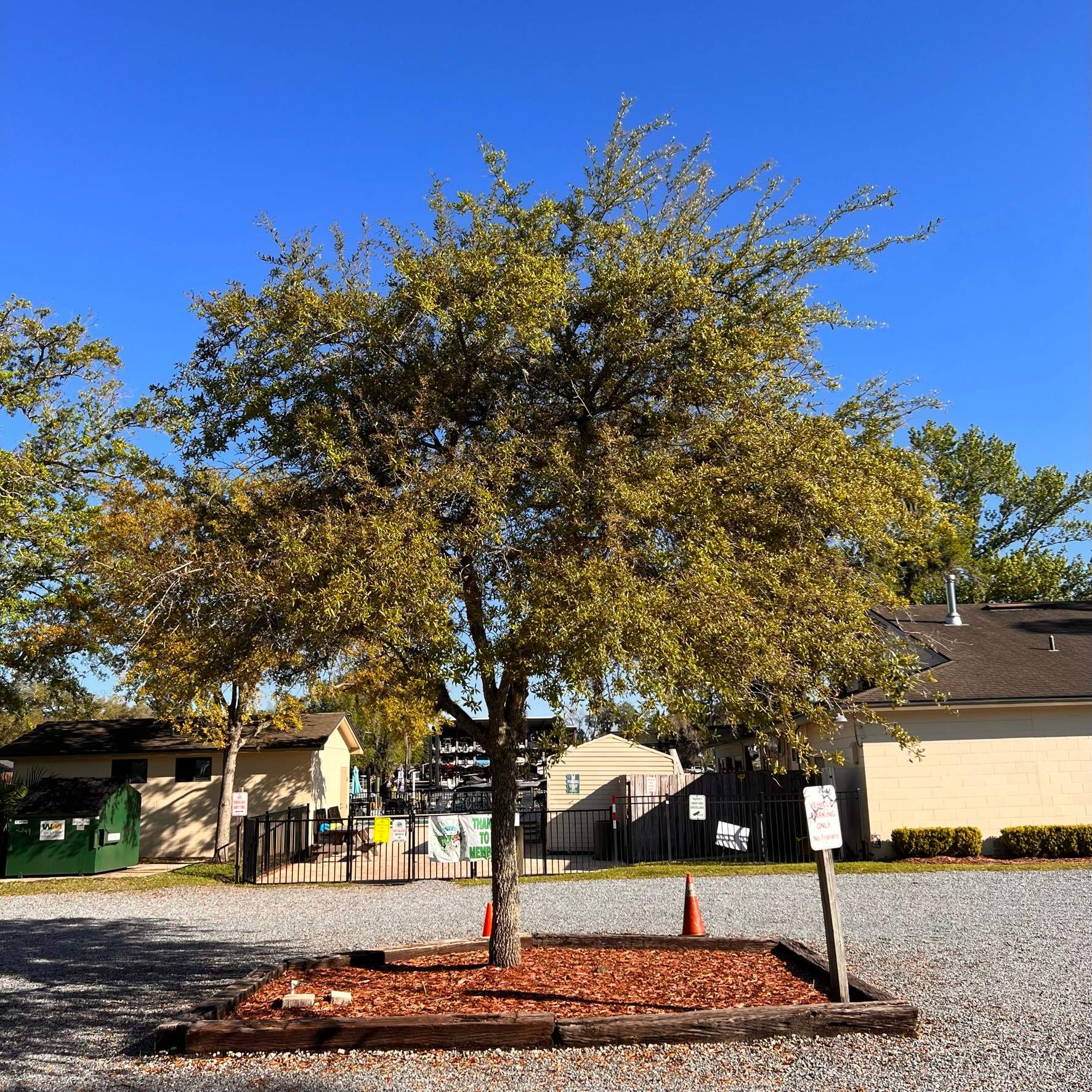 Tree Work | Florida Gun & Tackle by ProGreen Services