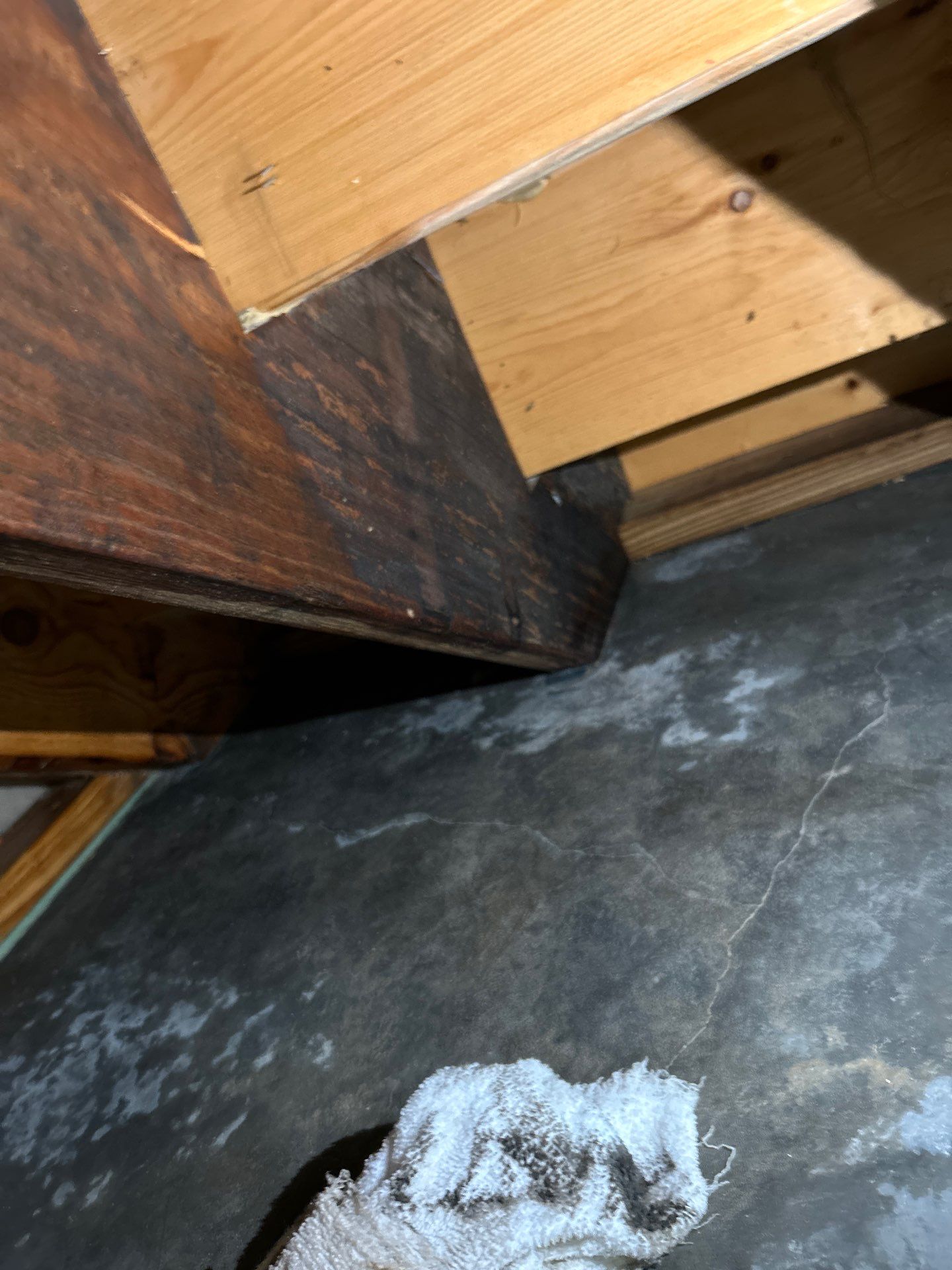 Stansell - water and mold photos  by THE RAPID TEAM