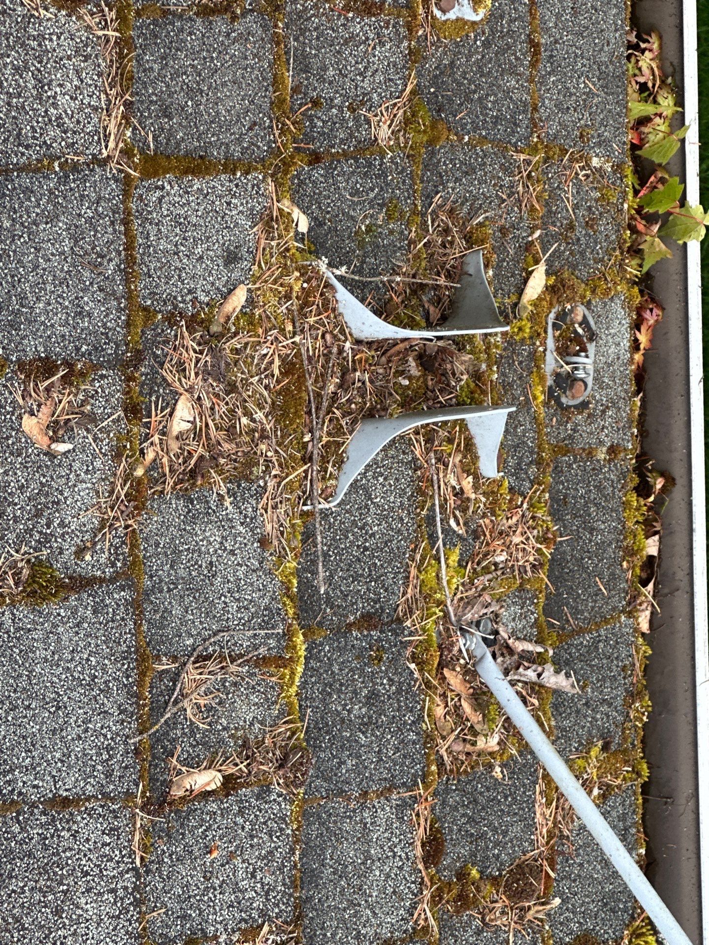 Softwashed in many Years back, and organic regrowth significant by DawnSky LLC