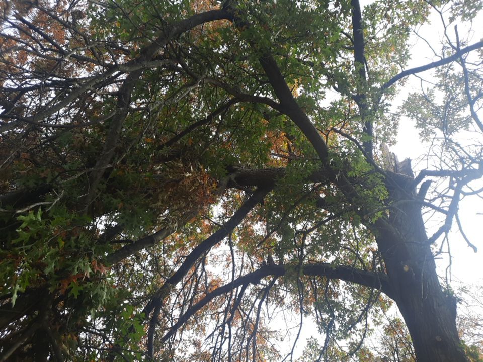 Tree Removal using Tree Removal by Mike Jones & Sons Tree Service LLC 