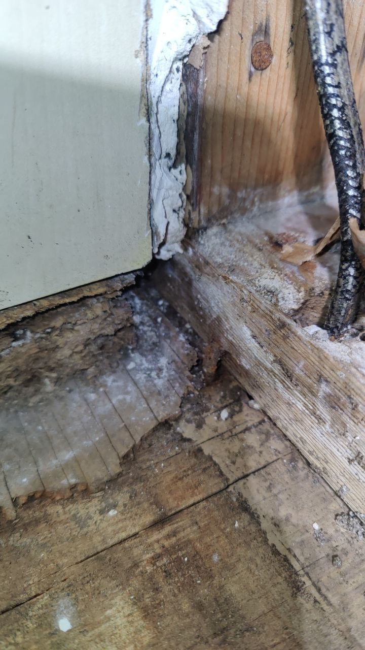 Mold Damage by Accountable Home Services