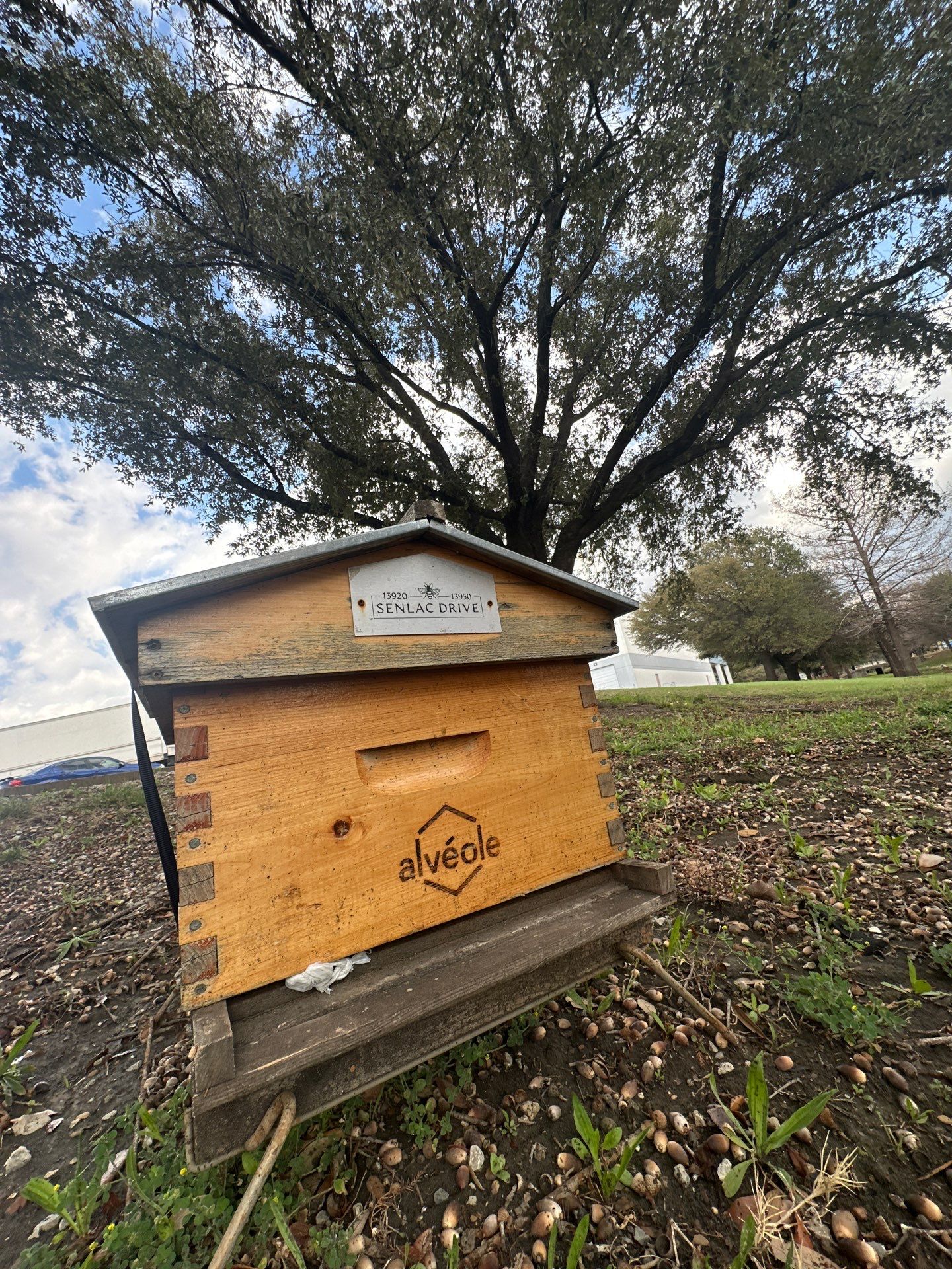 Flood Culvert Bees by Rockwall Honey Bee Company