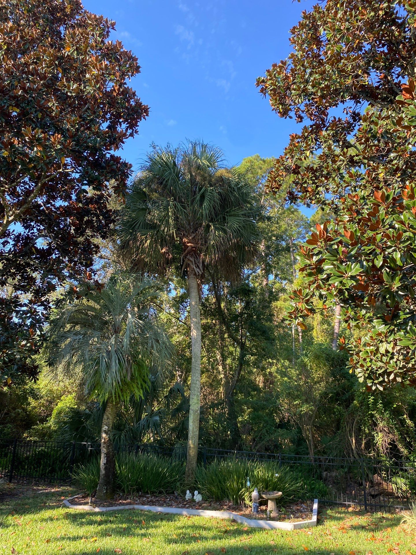 Deerwood Resident | Palm Tree Trimming by ProGreen Services