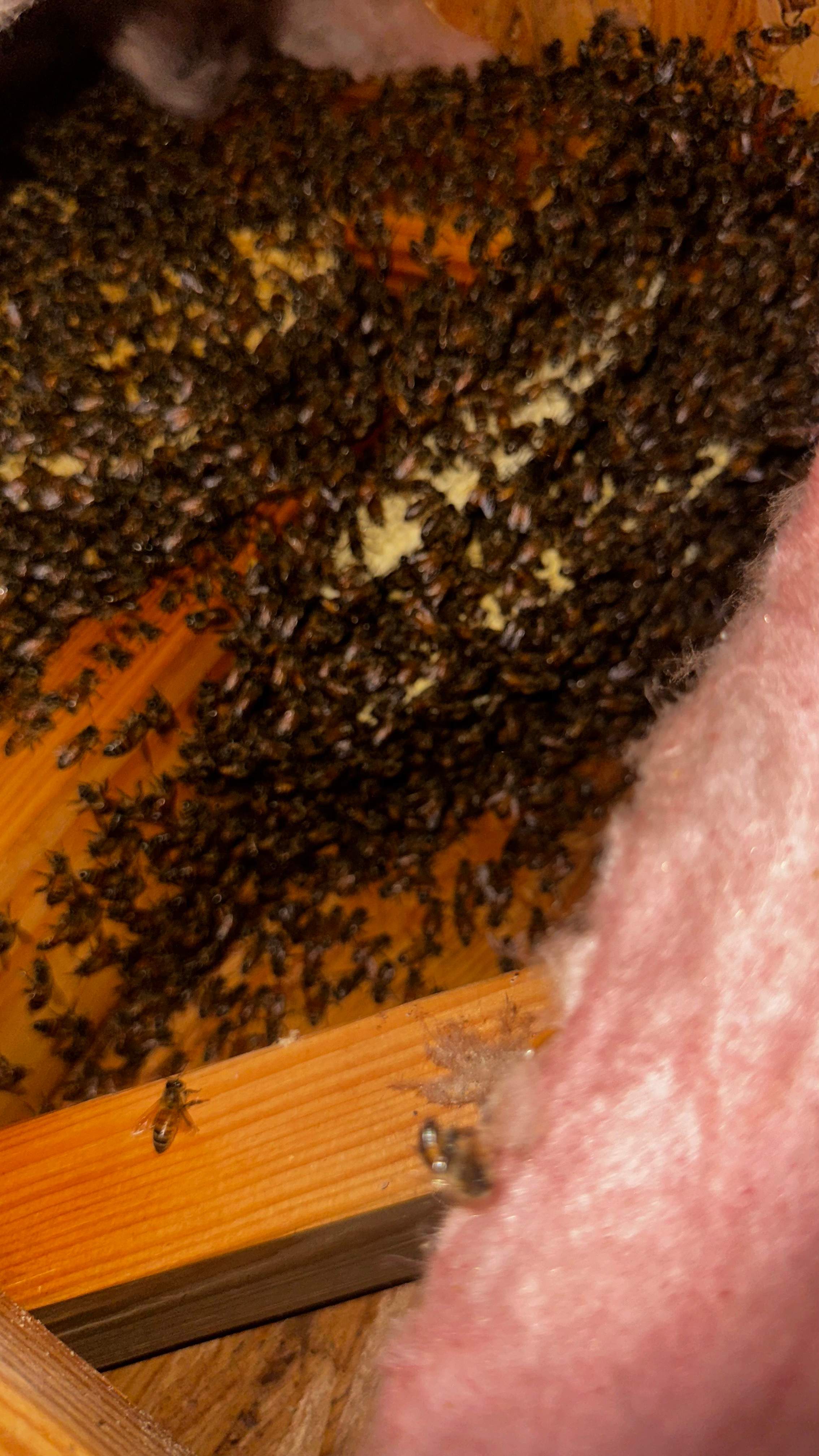 Hiding Bees by Rockwall Honey Bee Company