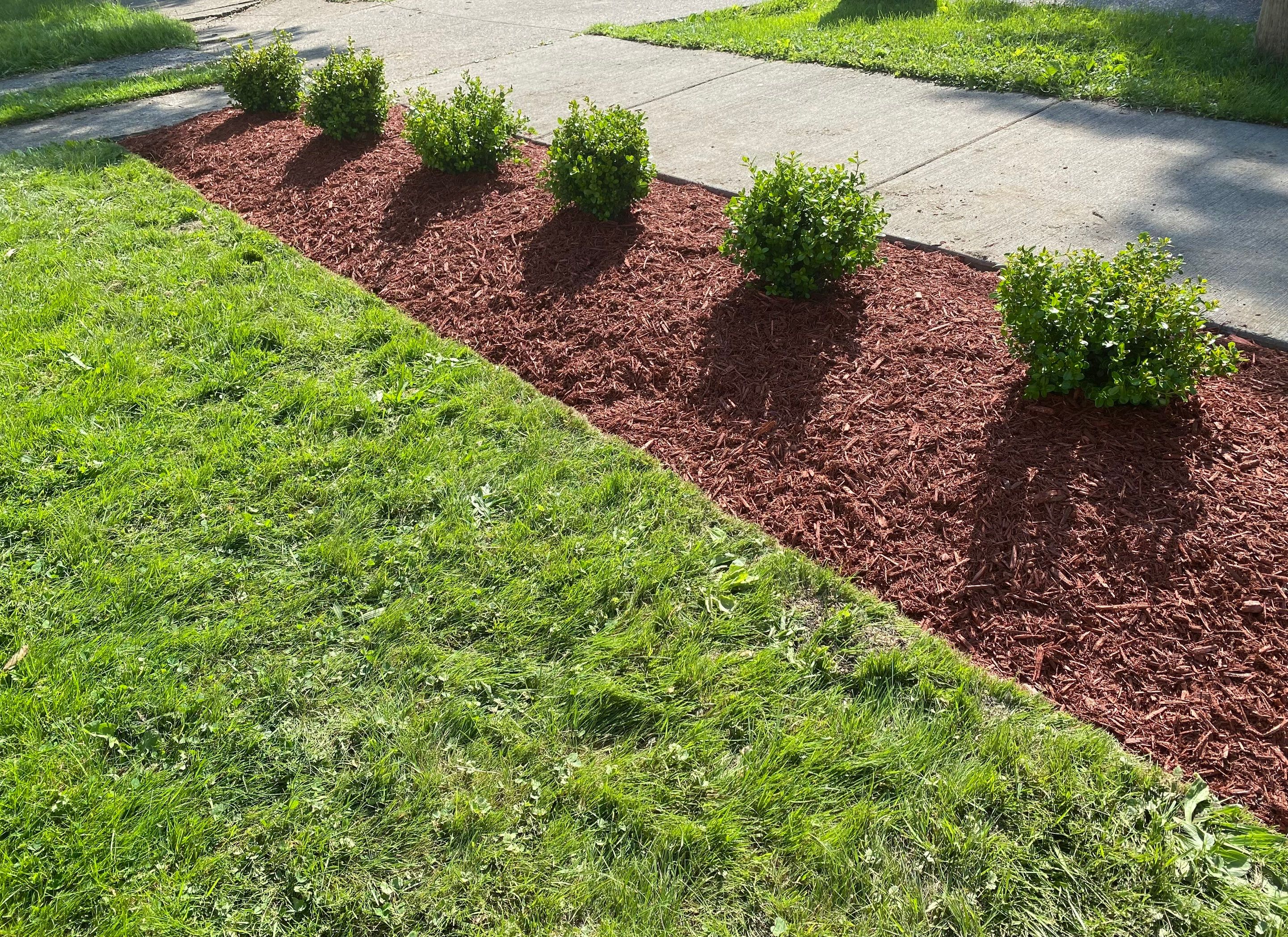 Christmas Hedge Install by Elm Rose Gardens