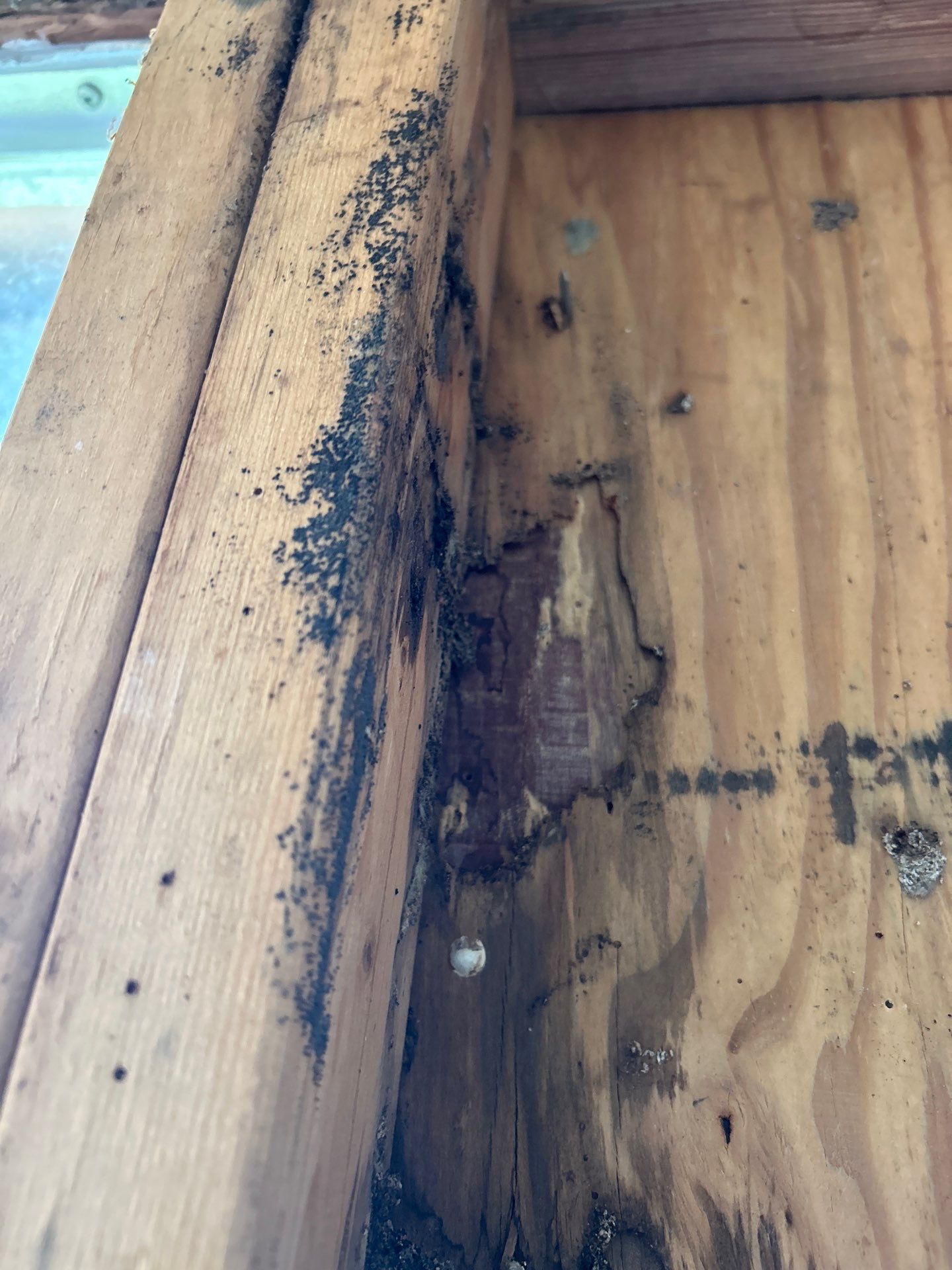 Mold Removal In Bradenton FL  by Ampm Restoration Services 