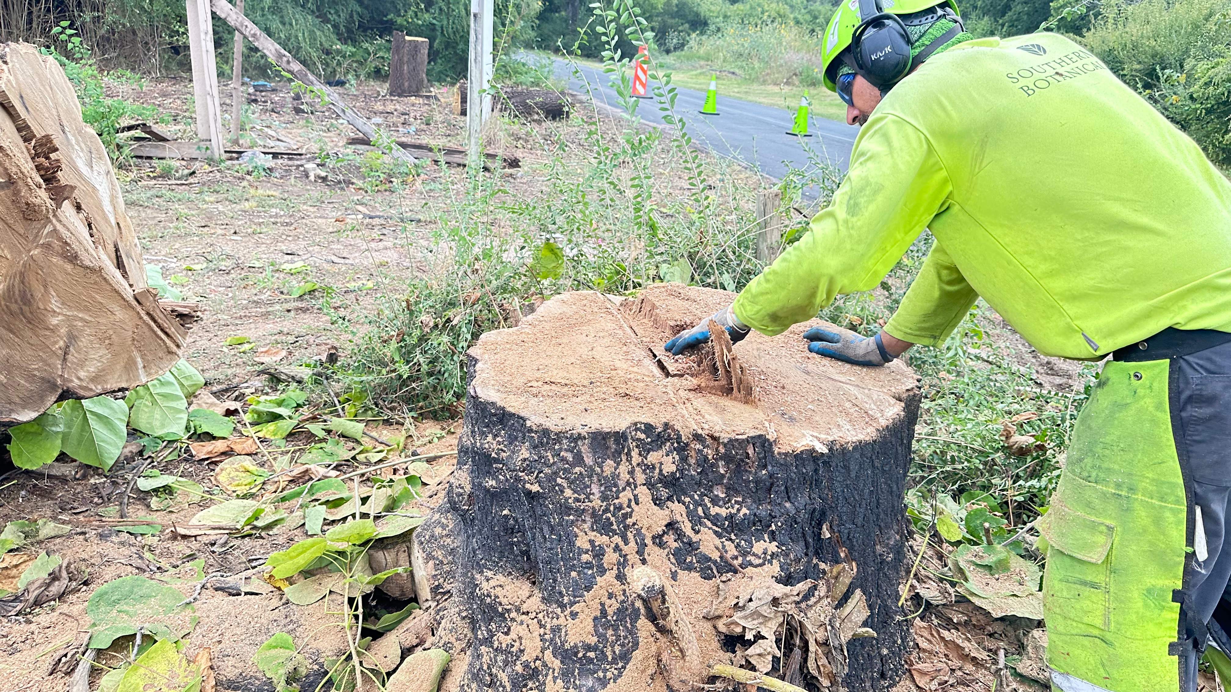 City Tree Company  by Rockwall Honey Bee Company