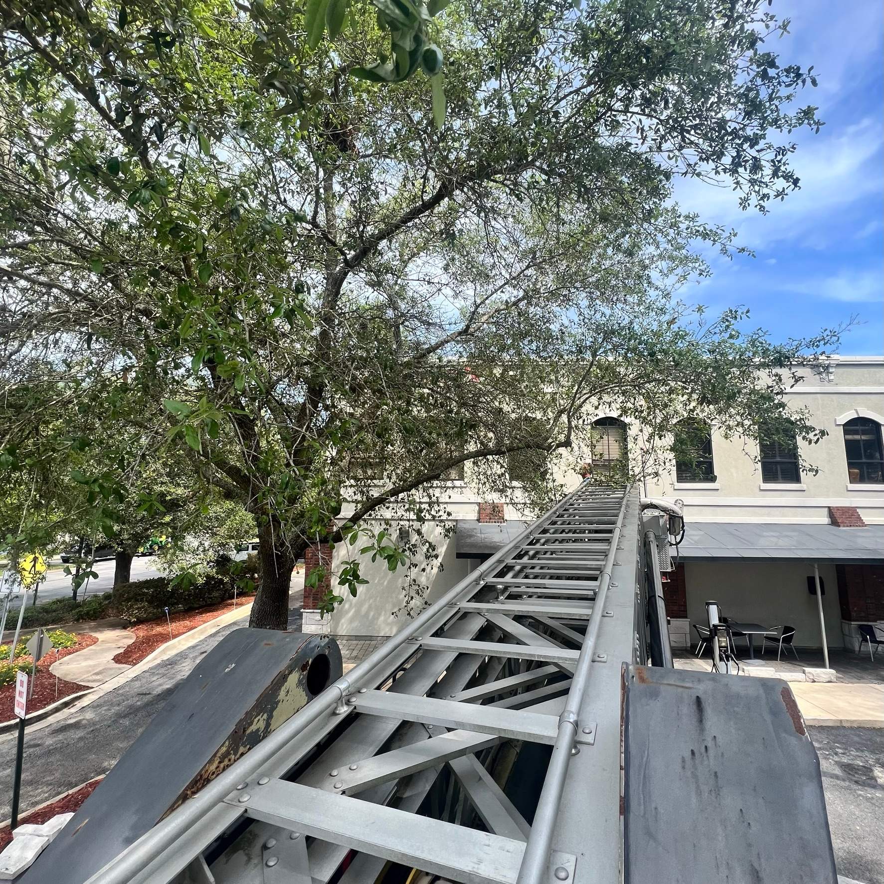 Tree Trimming | Larry's Giant Subs by ProGreen Services