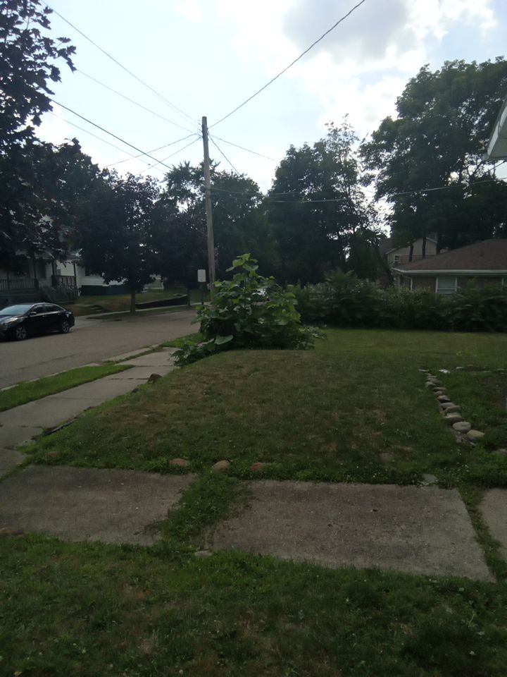 Tree Removal using Tree Removal by Mike Jones & Sons Tree Service LLC 