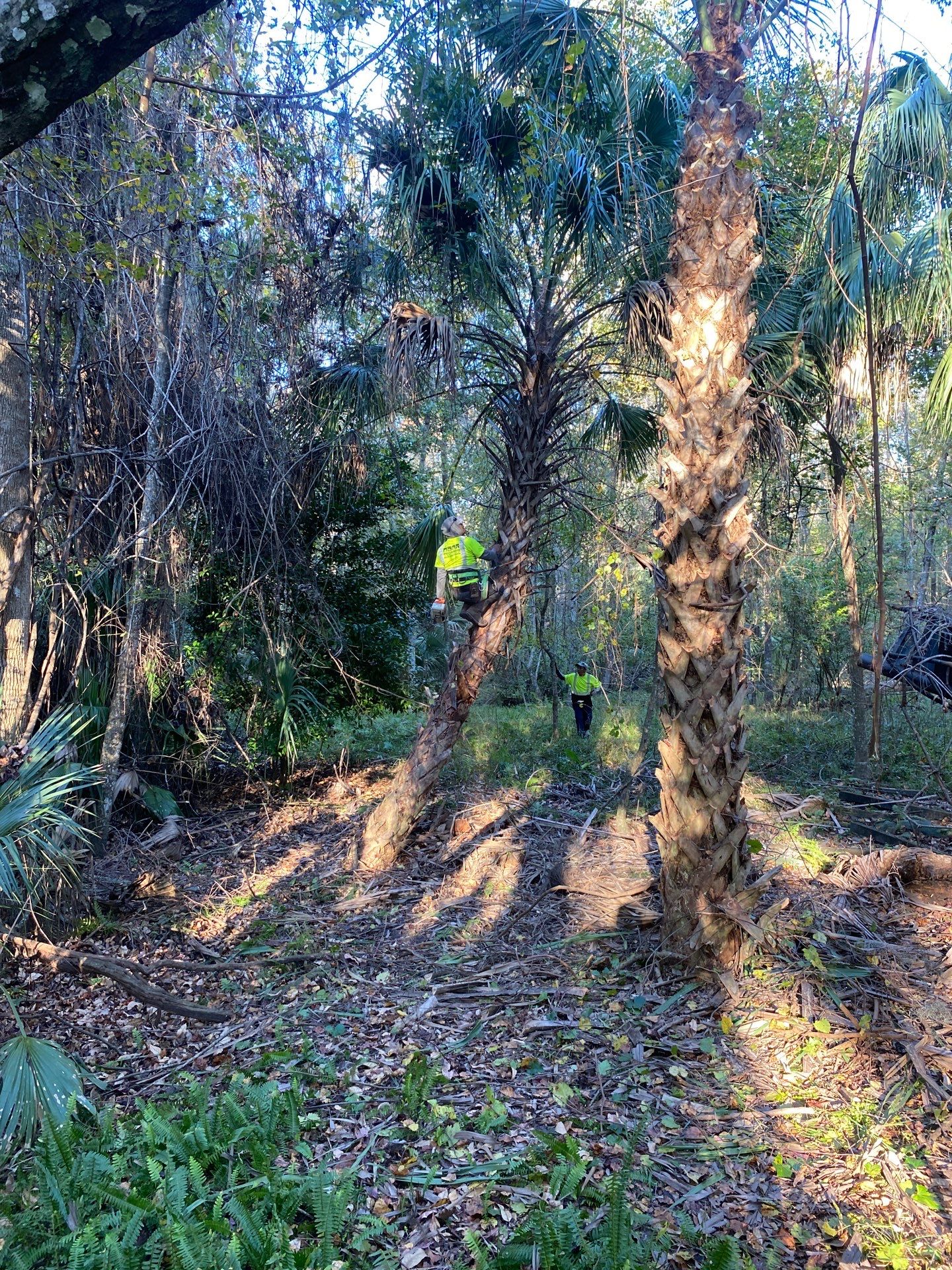 Deerwood Resident | Extreme Clean Up by ProGreen Services