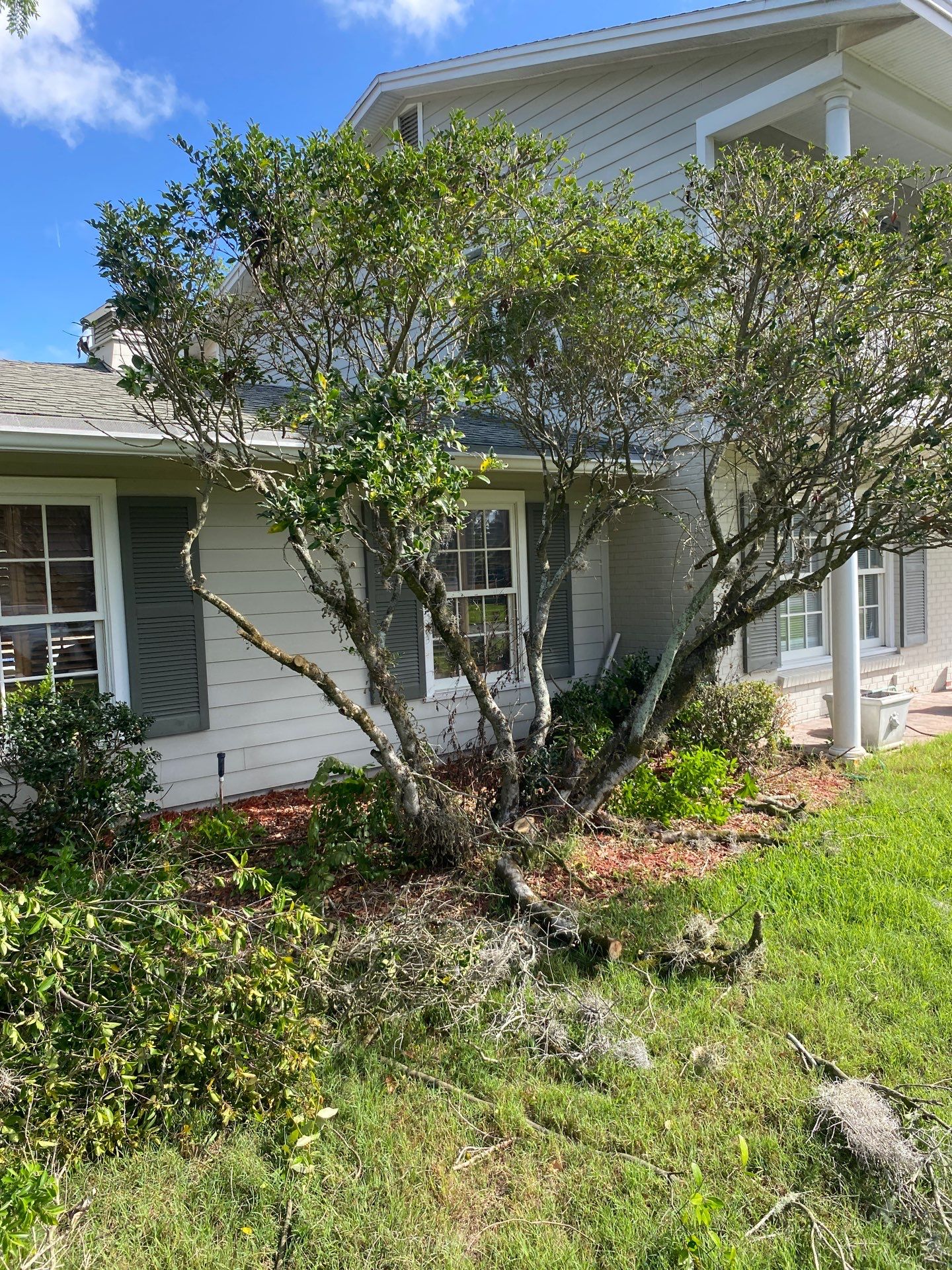 Residential | Tree Removal & Trimming by ProGreen Services