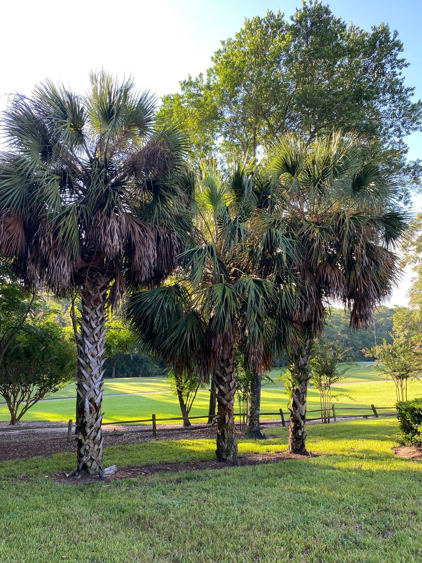 Deerwood Residence | Palm Tree Trimming by ProGreen Services