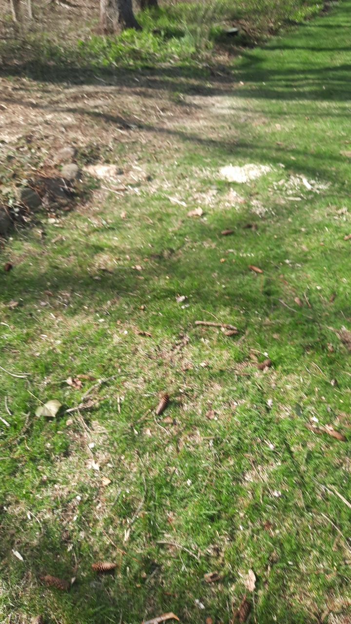 Tree Removal using Tree Removal by Mike Jones & Sons Tree Service LLC 