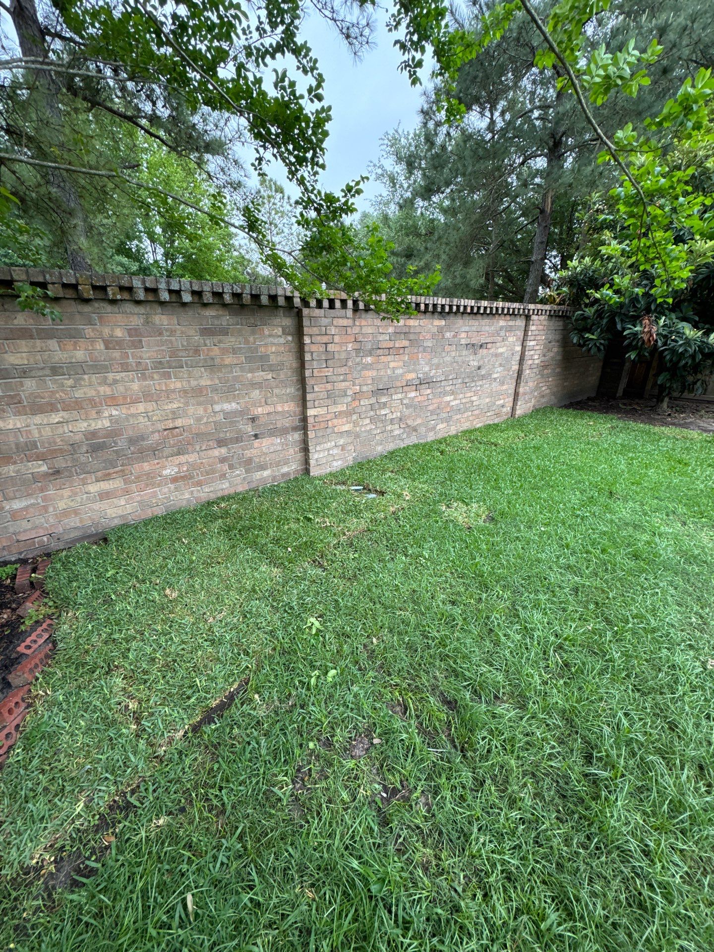 🌿 Mrs. Coleman’s Lawn & Drainage Restoration by Texas Urban Elements
