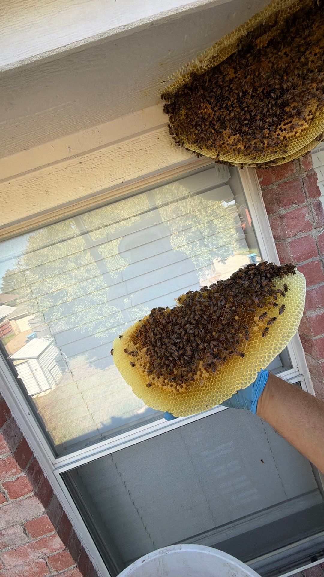 Open Air Colony in Rockwall, TX by Rockwall Honey Bee Company