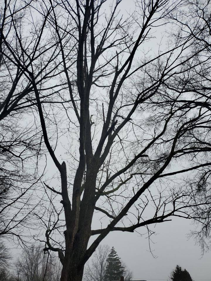 Tree Removal using Tree Removal by Mike Jones & Sons Tree Service LLC 