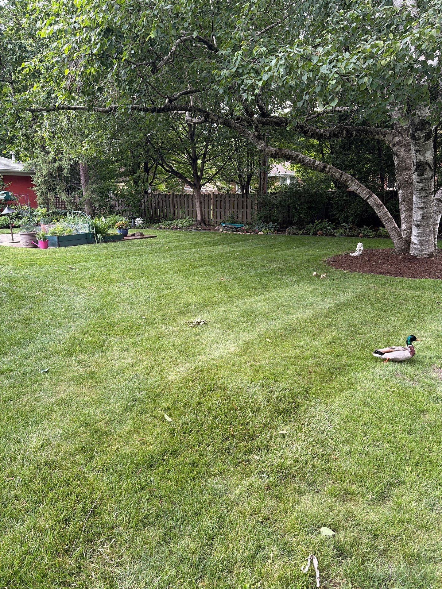 Al K. - Arlington Heights, IL by A&N