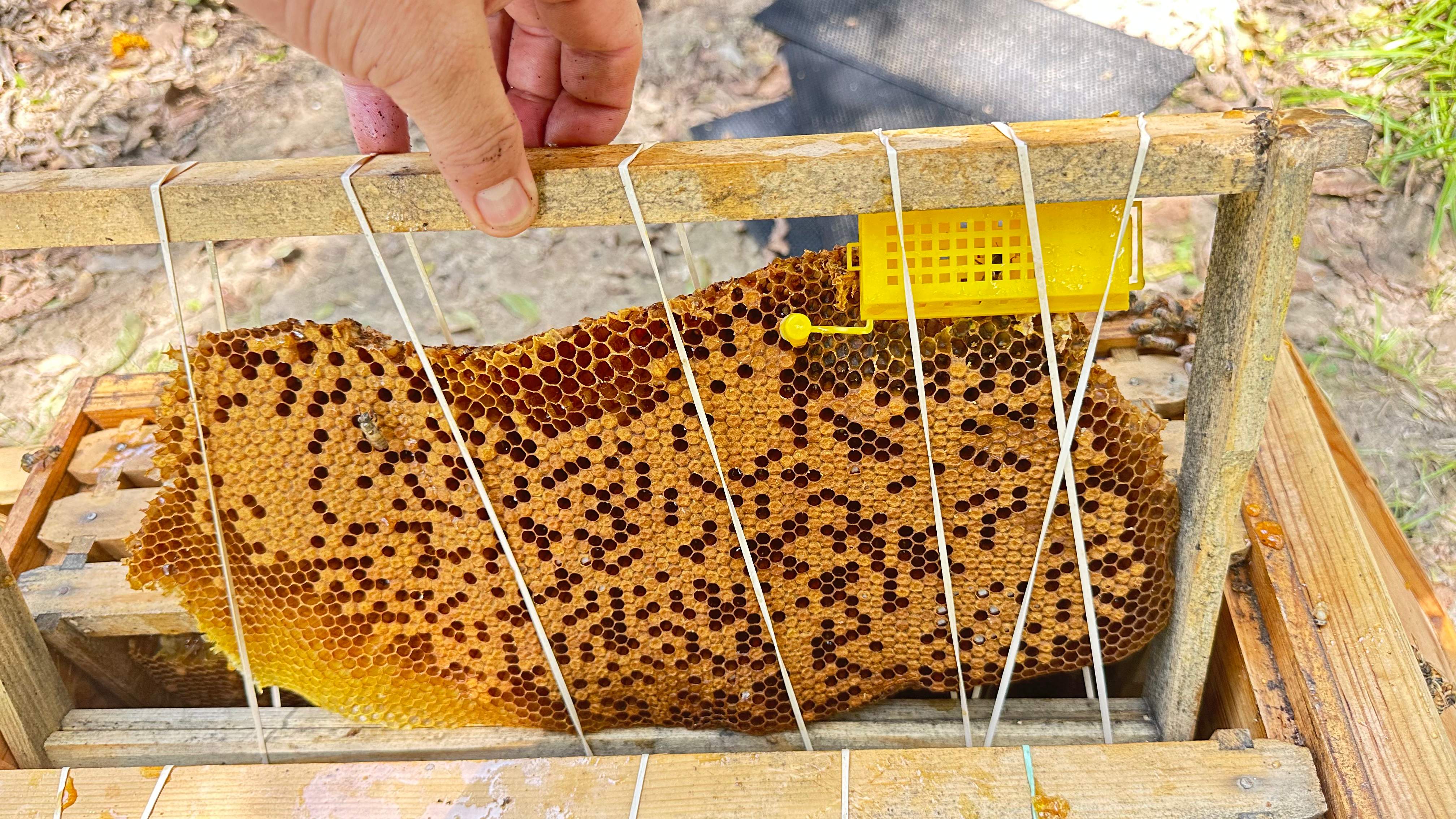 Long-term Residents by Rockwall Honey Bee Company