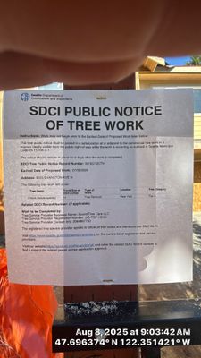 🏗️ Birch Tree Removal for Seattle Construction Project 🏗️