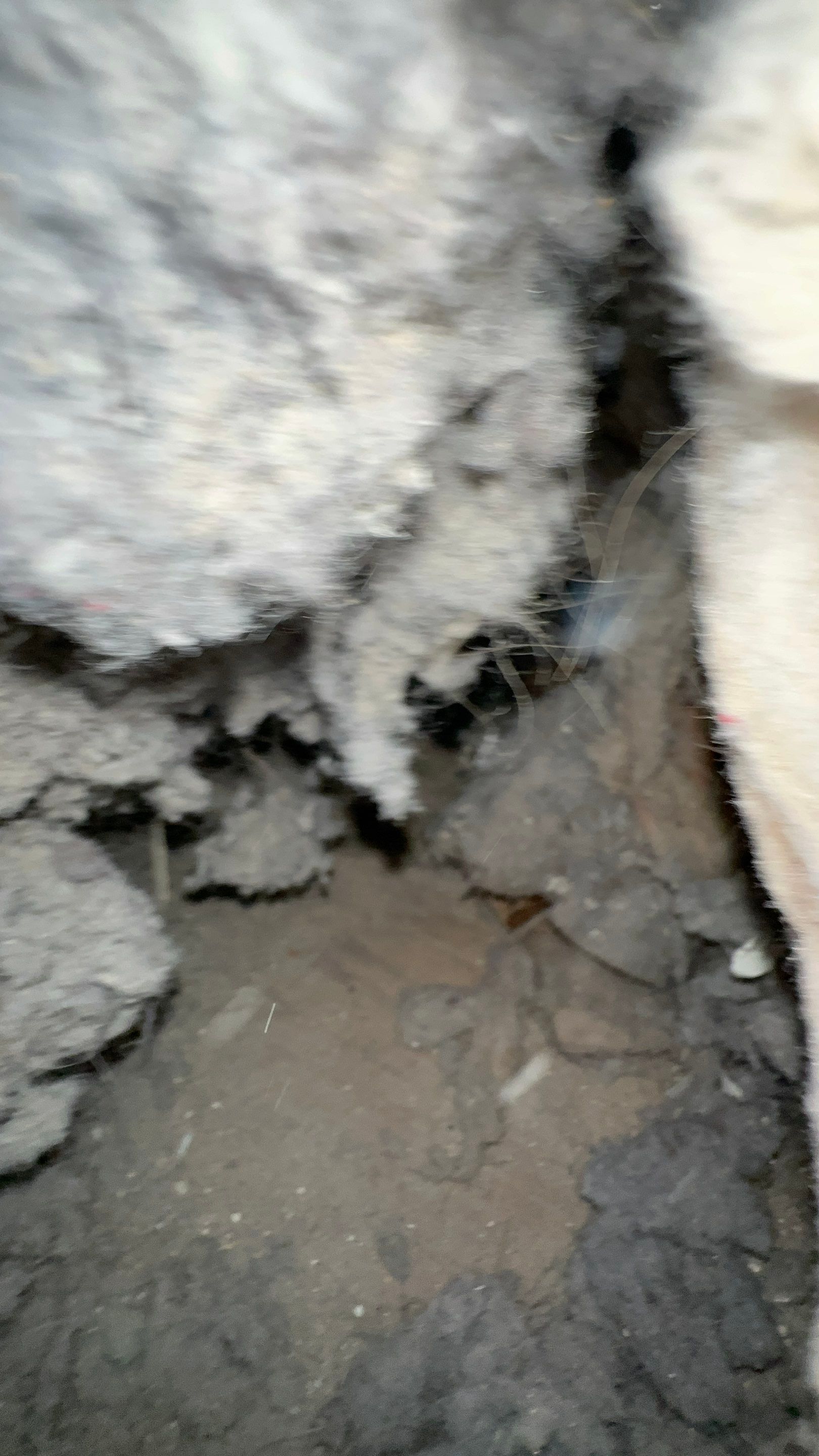 Dryer Vent Replacement by TMS Services