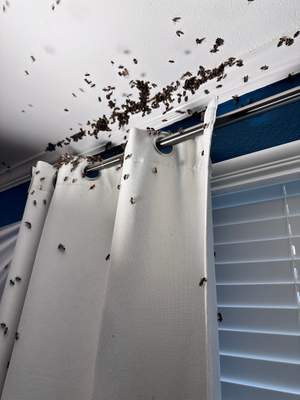 Floor Bees Invade!