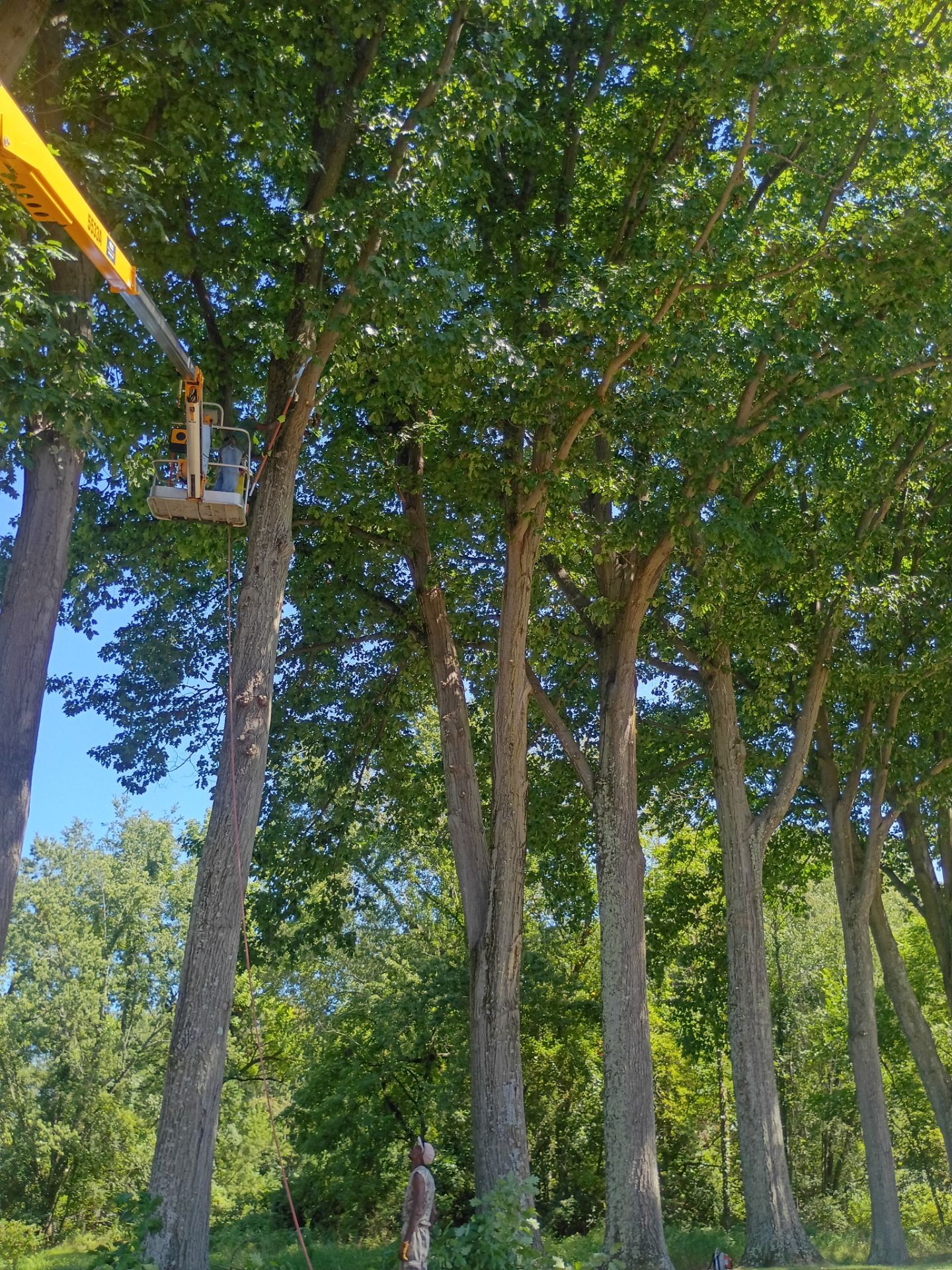 Tree Trimming & Tree Removal in Akron Ohio by Mike Jones & Sons Tree Service LLC 