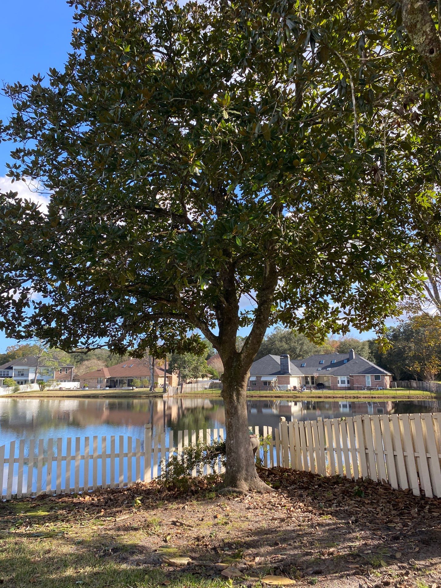 Deerwood Resident | Tree Removal & Palm Trimming by ProGreen Services