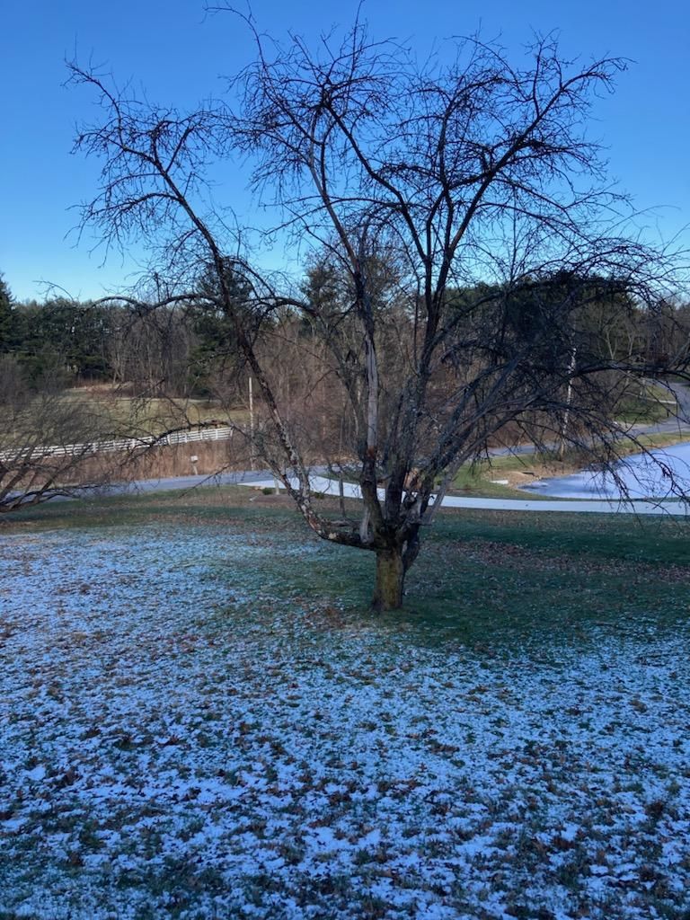 Tree Removal using Tree Removal by Mike Jones & Sons Tree Service LLC 