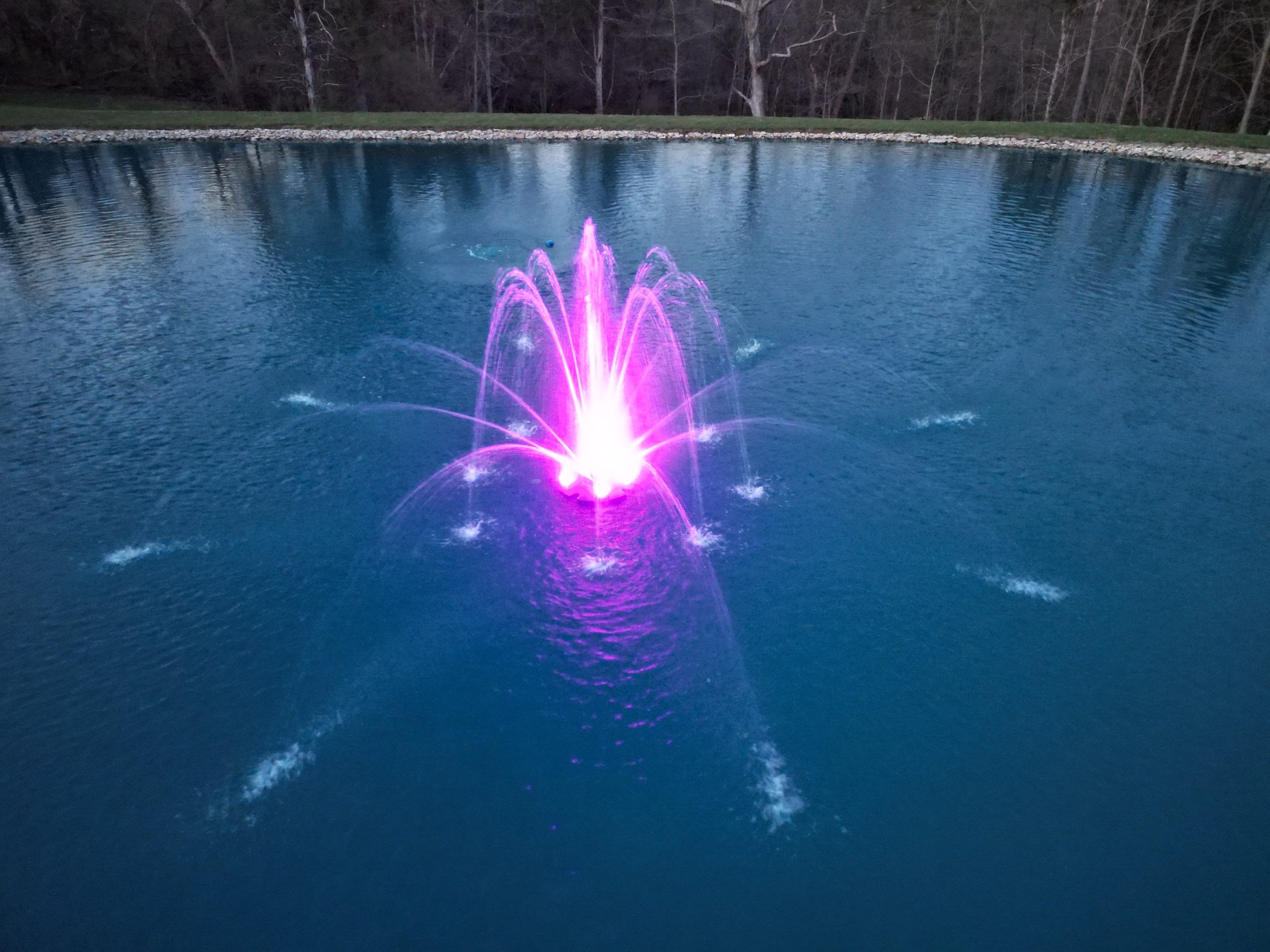 Bellus Aquatic Solutions featured photo.
