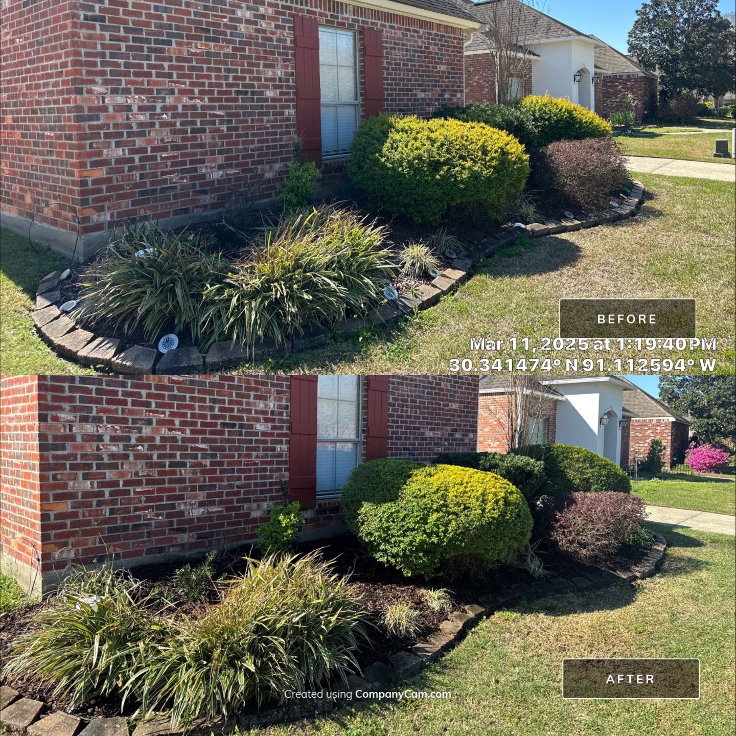 HEDGE TRIM / BED CLEAN / MULCH INSTALL using BROWN MULCH "BARK BRITE" by CutScape, LLC.
