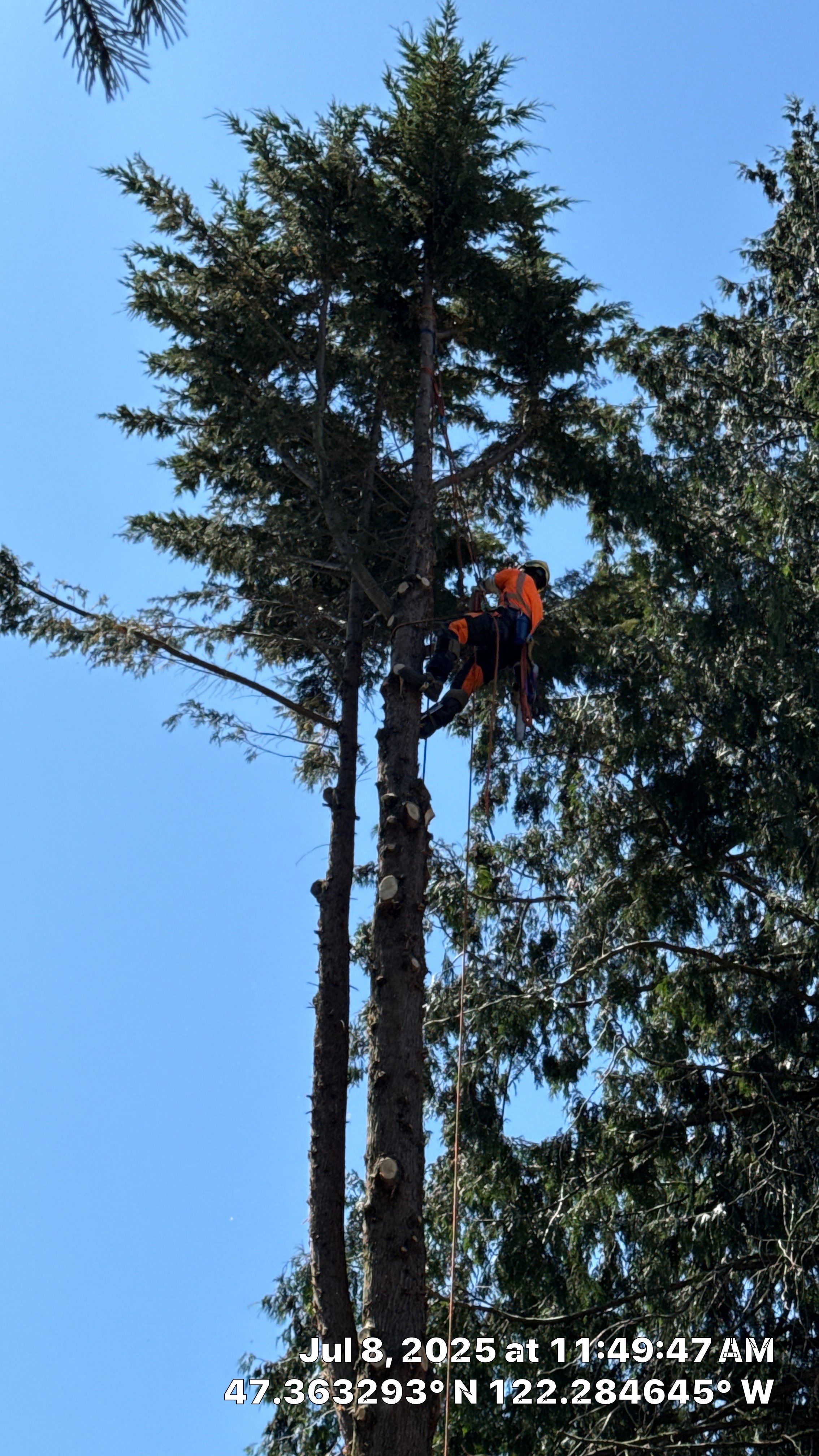 Kent Tree Removals β Safe, Efficient, and Professional by Sound Tree Care LLC