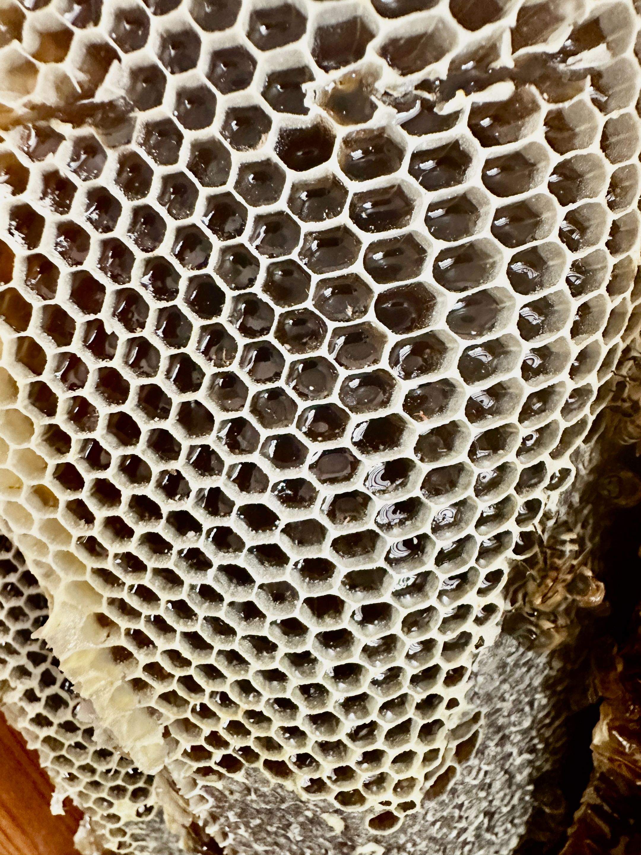Beautiful Fresh Comb by Rockwall Honey Bee Company